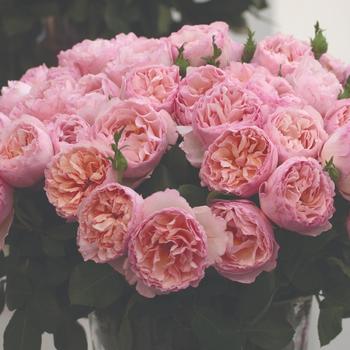 Rosa - 'Princess Charlene de Monaco®' Rose