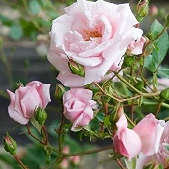 Rosa - 'New Dawn' Rose