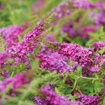 Buddleia (Butterfly Bush) - Lo & Behold Ruby Chip®