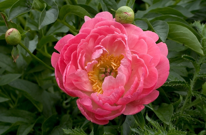'Coral Sunset' Peony - Paeonia from Milmont Greenhouses
