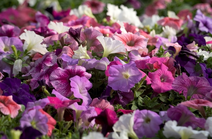 'Total Madness' - Petunia from Milmont Greenhouses