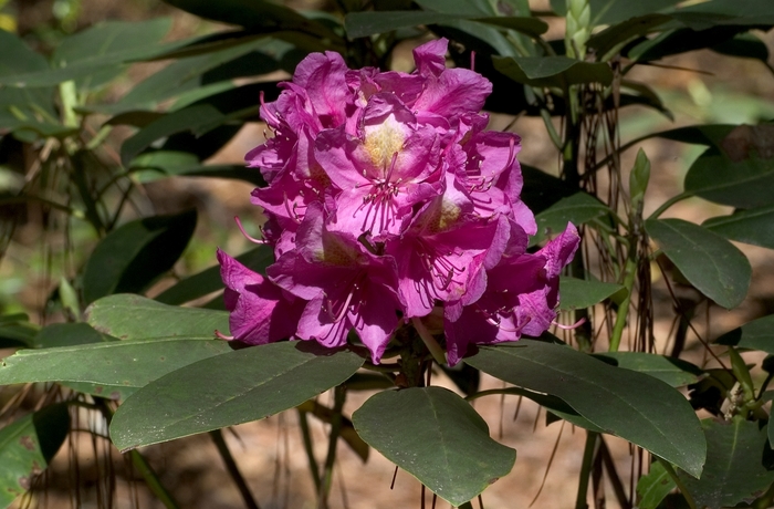 'Besse Howells' - Rhododendron Shammarello hybrid from Milmont Greenhouses