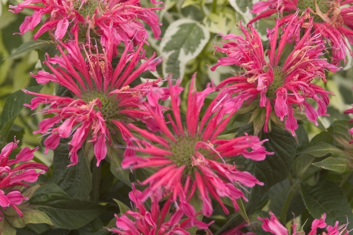 Coral Reef Bee Balm - Monarda didyma 'Coral Reef' PP16,741 (Bee Balm) from Milmont Greenhouses