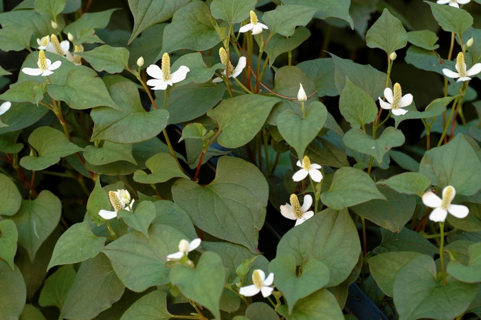 Chameleon Plant - Houttuynia cordata from Milmont Greenhouses