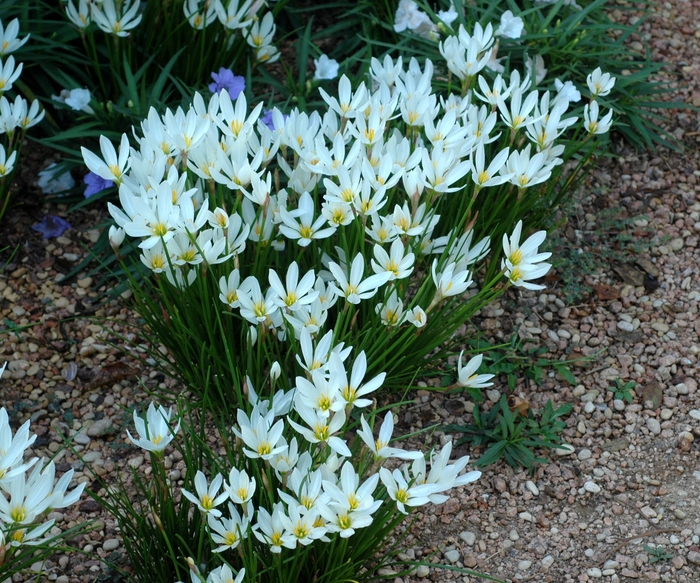 Rain Lily - Zephyranthes candida from Milmont Greenhouses