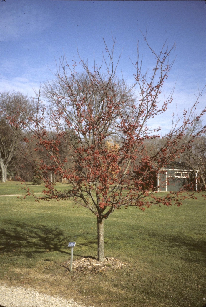 'Sugar Tyme™' Crabapple - Malus from Milmont Greenhouses