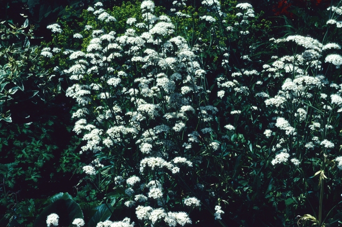 Common Valerian - Valeriana officinalis (Common Valerian) from Milmont Greenhouses
