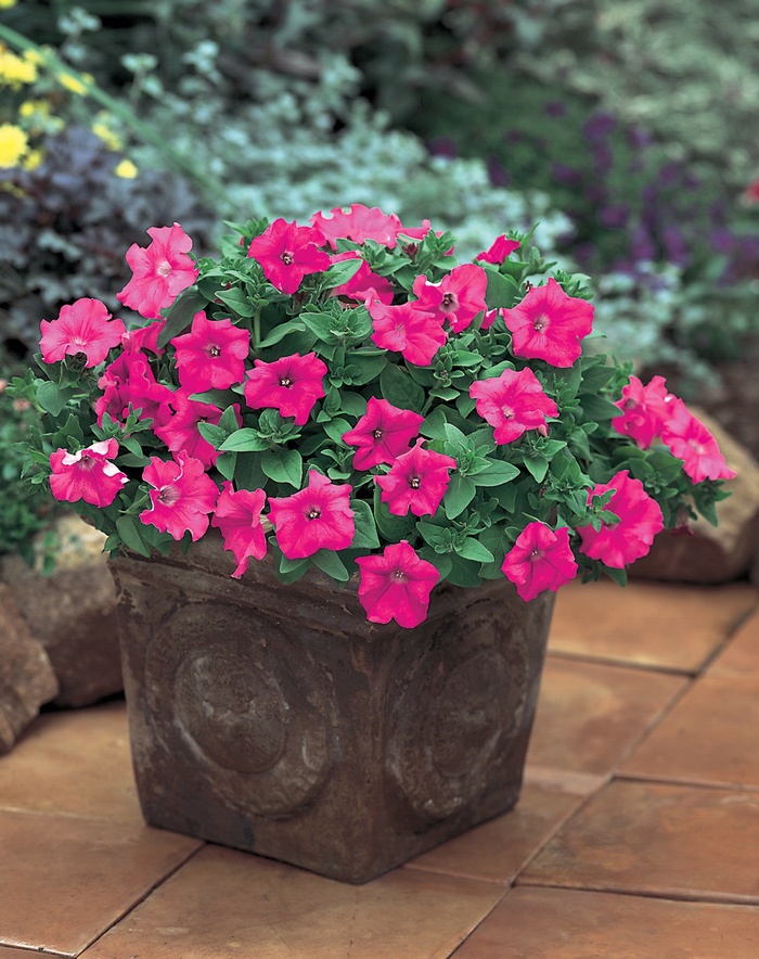 Supertunia® ''Giant Pink'' - Petunia from Milmont Greenhouses