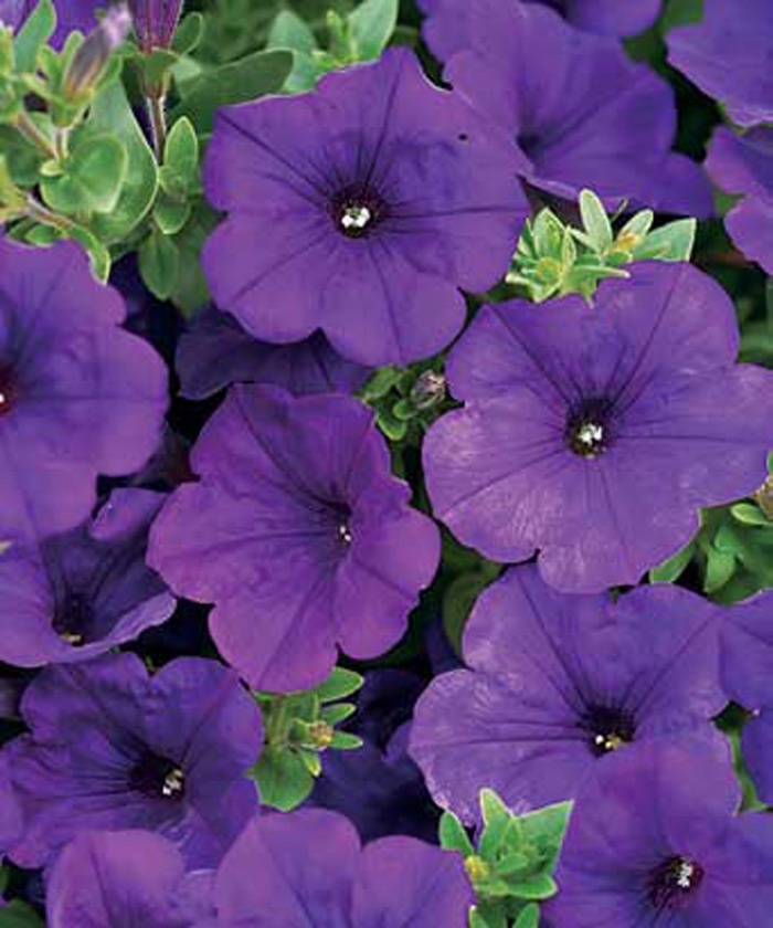 Supertunia® ''Royal Velvet®'' - Petunia from Milmont Greenhouses
