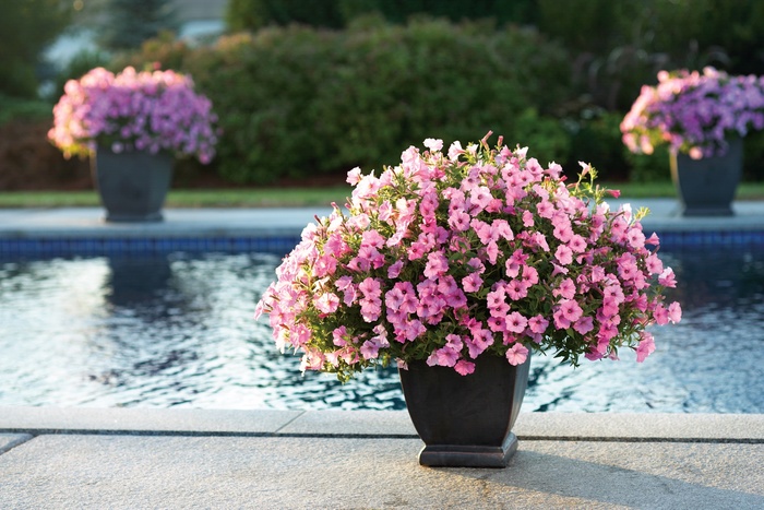 Supertunia Vista® ''Bubblegum®'' - Petunia from Milmont Greenhouses