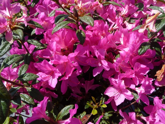 Encore® 'Autumn Amethyst®' - Rhododendron (Azalea) from Milmont Greenhouses
