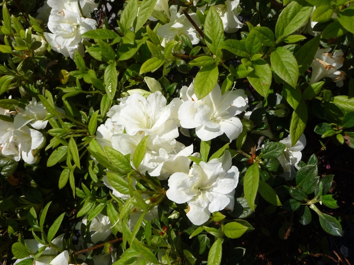 Encore® 'Autumn Moonlight®' - Rhododendron (Azalea) from Milmont Greenhouses