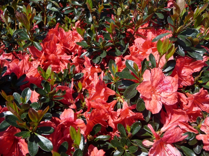 'Girard's Fashion' Azalea - Rhododendron Girard hybrid from Milmont Greenhouses