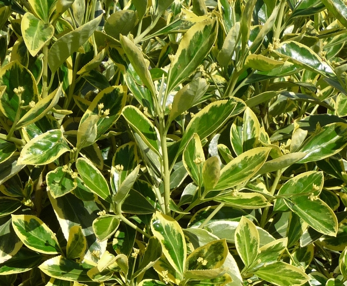 ''Silver King'' Japanese Euonymus - Euonymus japonicus from Milmont Greenhouses