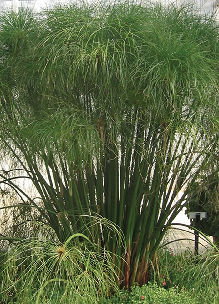 Graceful Grasses® ''King Tut®'' - Cyperus papyrus (Egyptian Papyrus) from Milmont Greenhouses