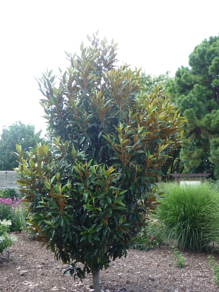 Alta™ Southern Magnolia - Magnolia grandiflora from Milmont Greenhouses