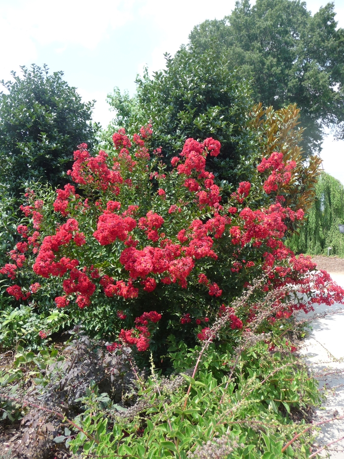 'Red Rocket®' Crape Myrtle - Lagerstroemia indica from Milmont Greenhouses