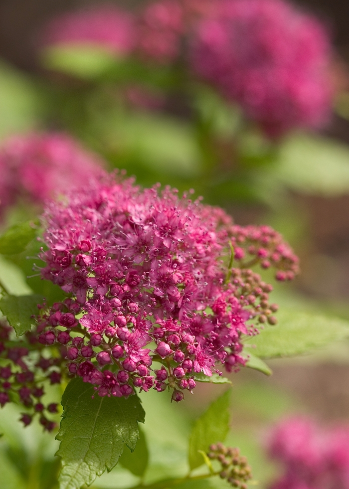 Double Play® 'Gold' - Spiraea japonica (Spirea) from Milmont Greenhouses