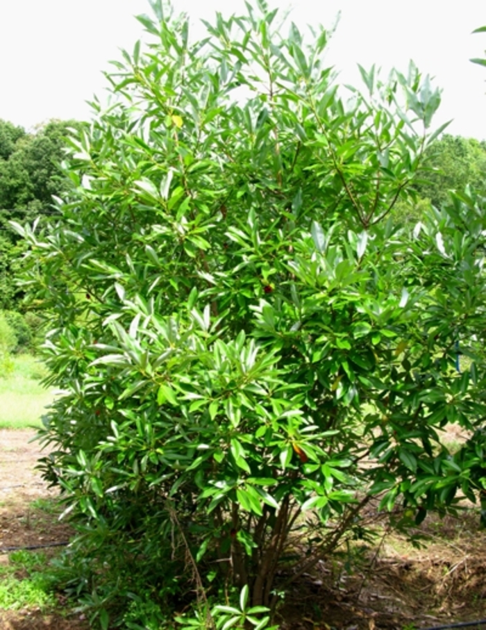 Sweetbay Magnolia - Magnolia virginiana from Milmont Greenhouses