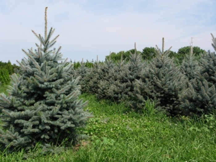 'Fat Albert' Colorado Blue Spruce - Picea pungens from Milmont Greenhouses