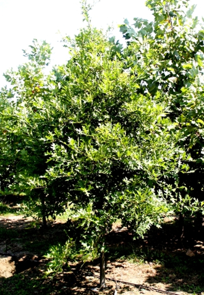 Willow Oak - Quercus phellos from Milmont Greenhouses