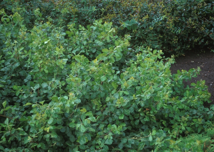 ''Gro-Low'' Fragrant Sumac - Rhus aromatica from Milmont Greenhouses