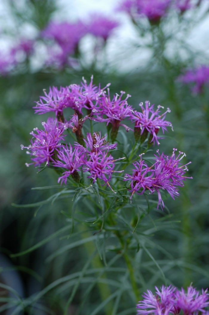 ''Iron Butterfly'' Ironweed - Vernonia lettermannii from Milmont Greenhouses