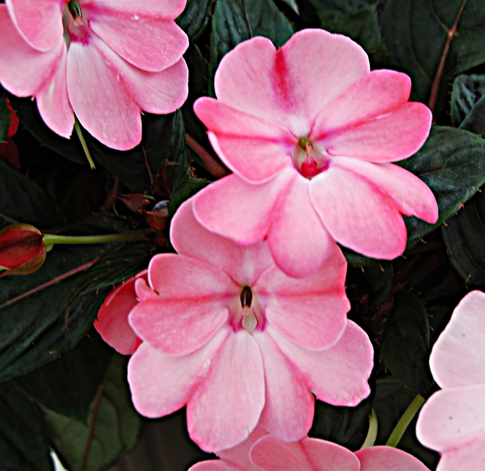 SunPatiens® Blush Pink - Impatiens from Milmont Greenhouses