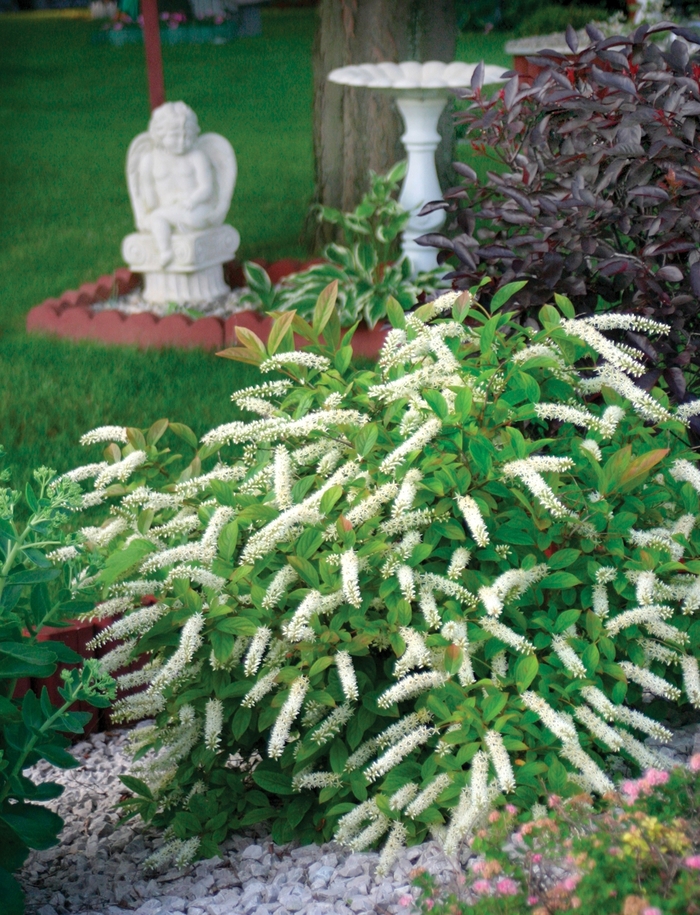 ''Little Henry®'' Sweetspire - Itea virginica from Milmont Greenhouses