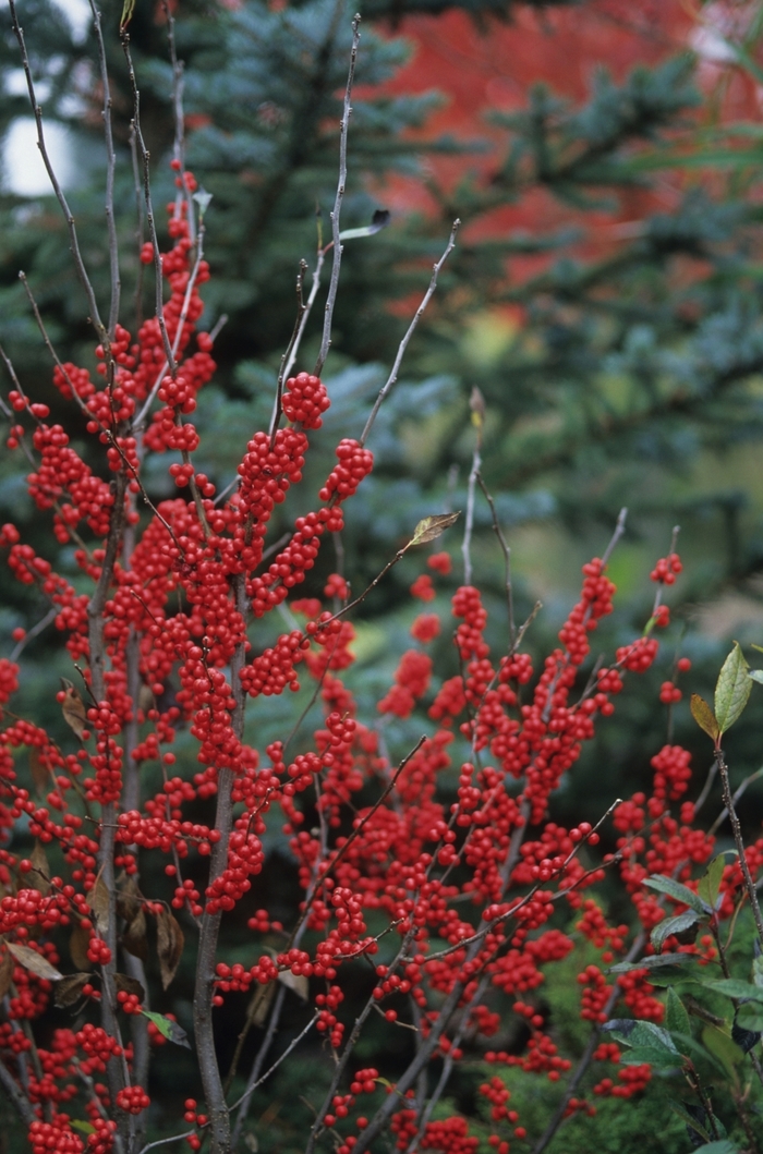 'Winter Red' Winterberry - Ilex verticillata from Milmont Greenhouses