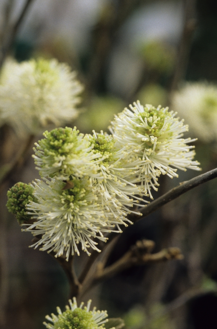 'Mount Airy' Mount Airy Fothergilla - Fothergilla major from Milmont Greenhouses