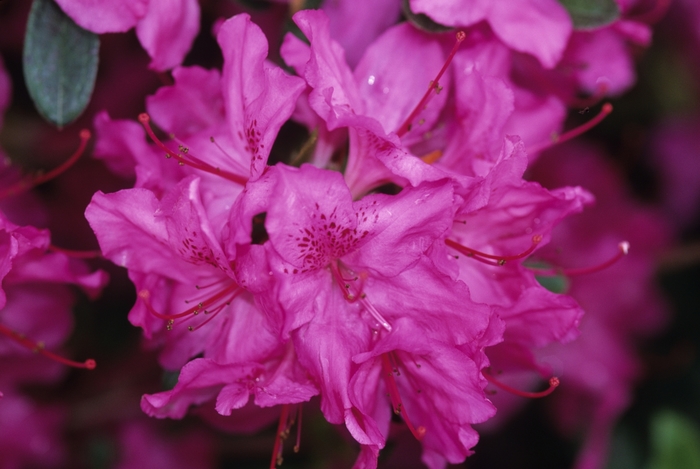 'Karen' Azalea - Rhododendron Gable hybrid from Milmont Greenhouses