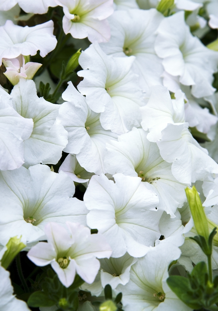 Easy Wave® 'White' - Petunia from Milmont Greenhouses
