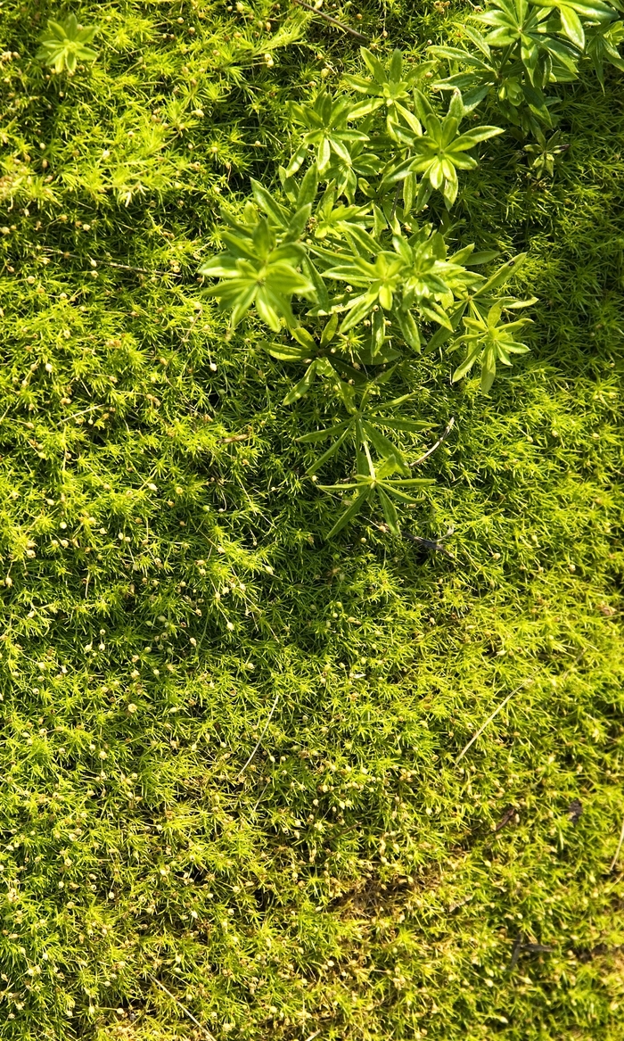 Aurea Irish Moss - Sagina subulata 'Aurea' (Irish Moss) from Milmont Greenhouses