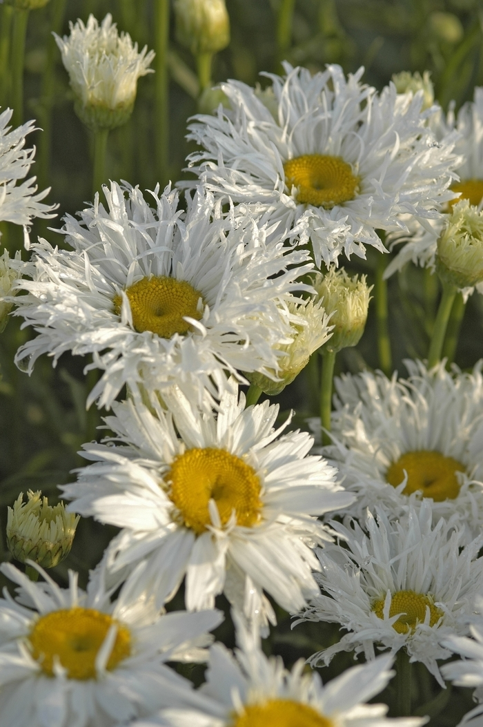 Crazy Daisy Shasta Daisy - Leucanthemum x superbum 'Crazy Daisy' (Shasta Daisy) from Milmont Greenhouses