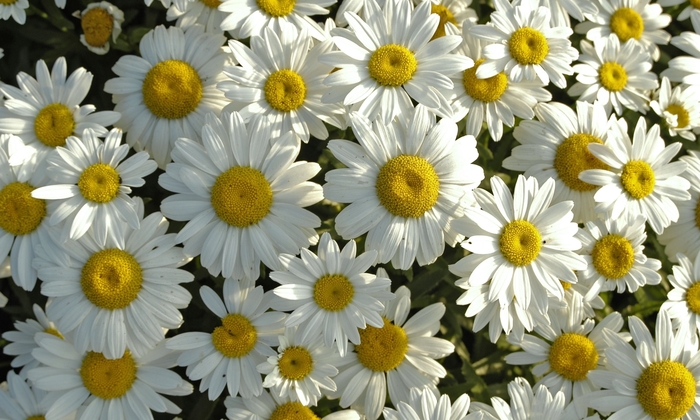 Snowcap Shasta Daisy - Leucanthemum x superbum 'Snowcap' (Shasta Daisy) from Milmont Greenhouses