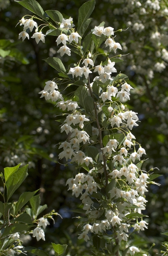 Japanese Snowbell - Styrax japonicus from Milmont Greenhouses
