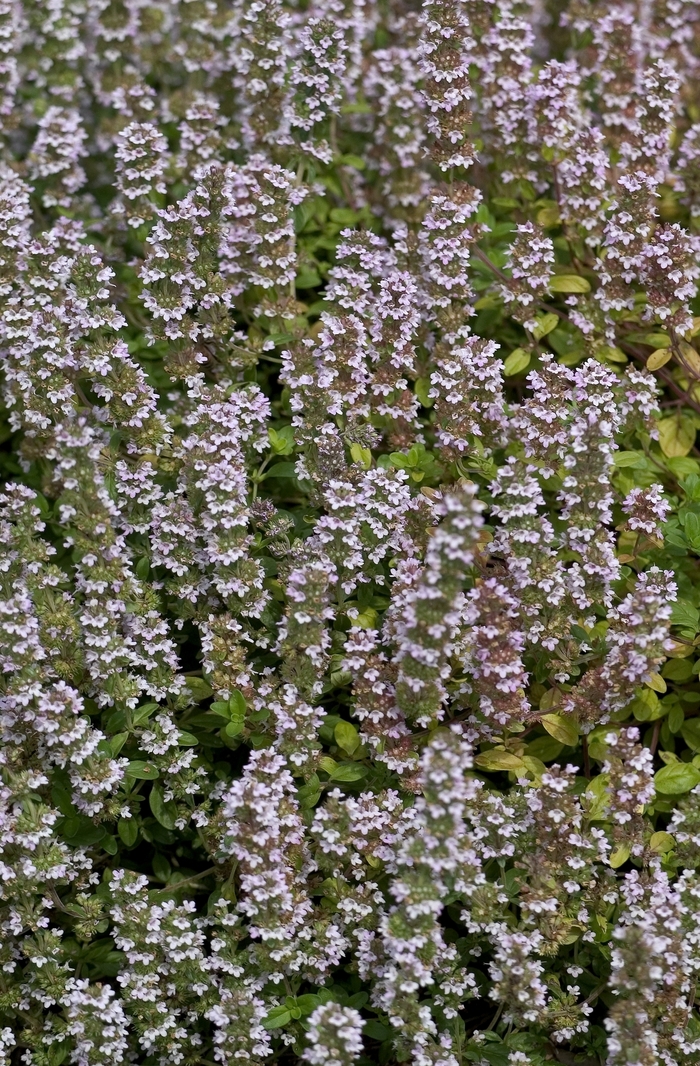 English Thyme - Thymus vulgaris from Milmont Greenhouses