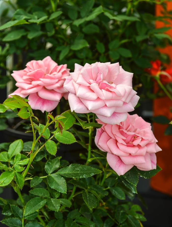 Sunblaze® Sweet - Rosa (Rose) from Milmont Greenhouses