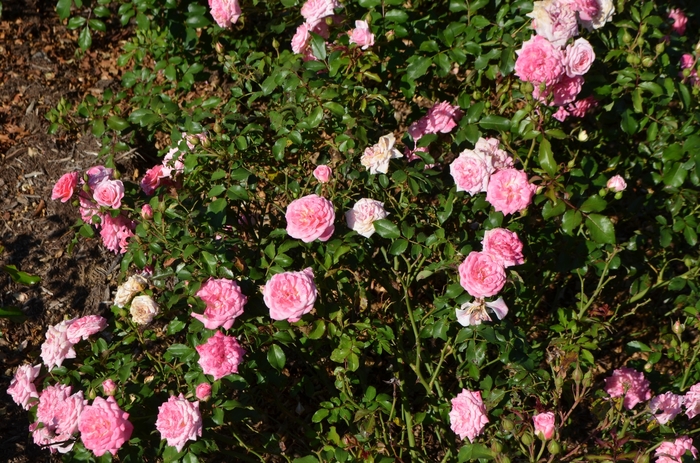 'Sweet Drift®' Rose - Rosa from Milmont Greenhouses