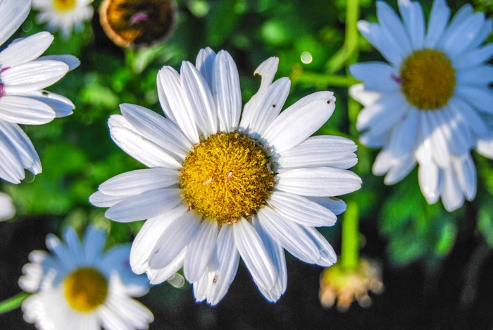 Snow Lady Shasta Daisy - Leucanthemum x superbum 'Snow Lady' (Shasta Daisy) from Milmont Greenhouses