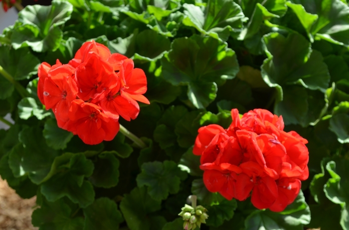 'Survivor Dark Red' Zonal Geranium - Pelargonium x hortorum from Milmont Greenhouses