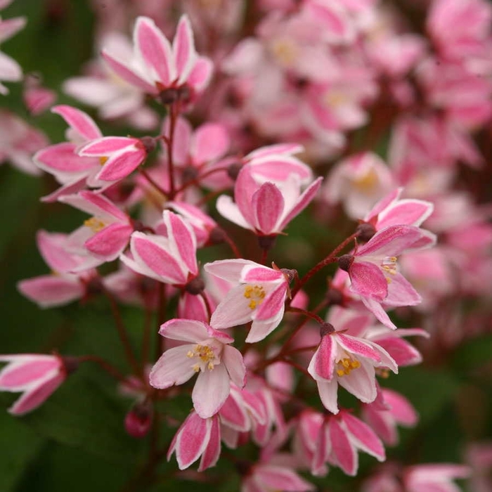 Yuki Cherry Blossom® Deutzia - Deutzia 'NCDX2' PPAF, Can 5079 (Deutzia) from Milmont Greenhouses