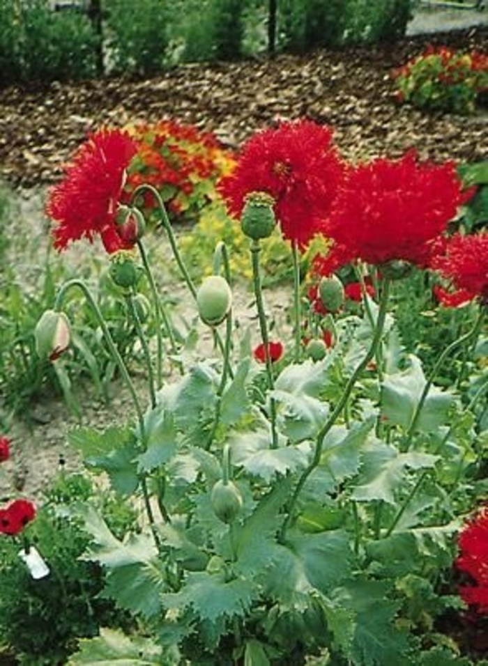 Crimson Red Oriental Poppy - Papaver orientale 'Crimson Red' (Oriental Poppy) from Milmont Greenhouses