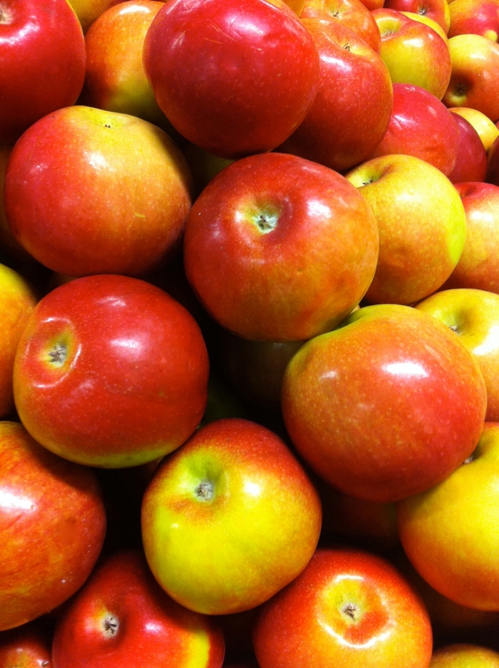 'McIntosh' Apple - Malus domestica from Milmont Greenhouses