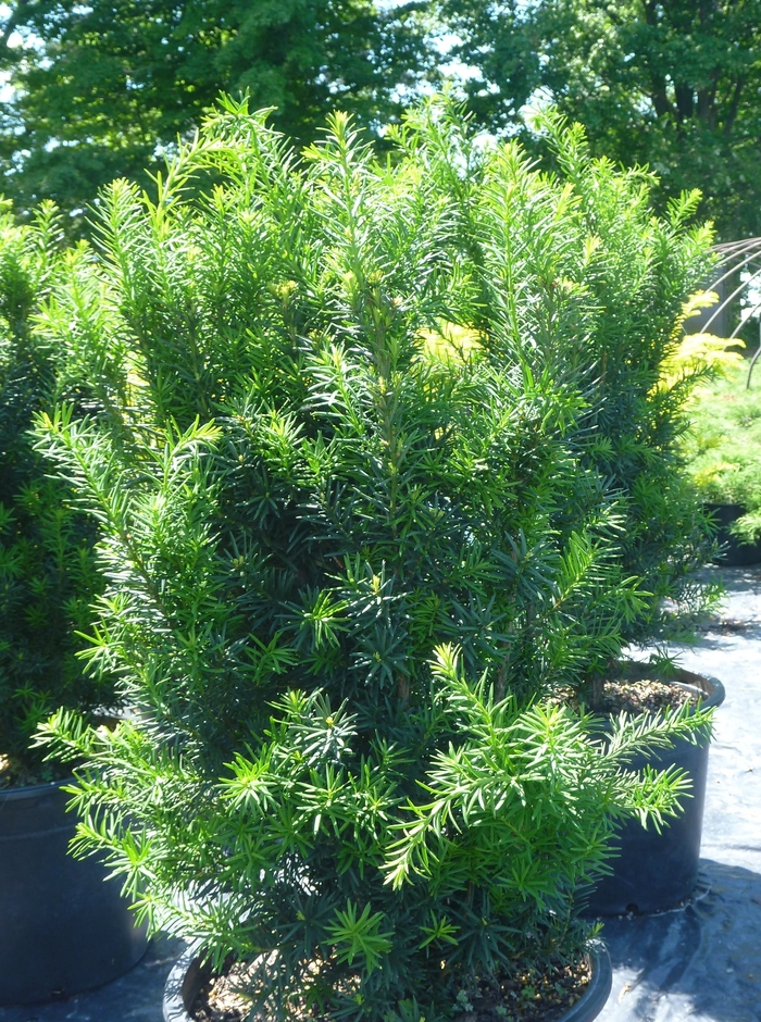 'Hicksii' Yew - Taxus x media from Milmont Greenhouses