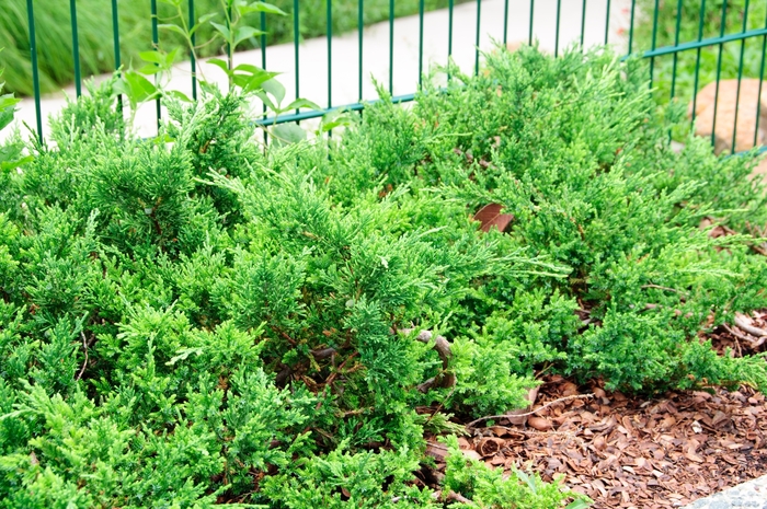 'Sargentii' Sargent's Juniper - Juniperus chinensis from Milmont Greenhouses