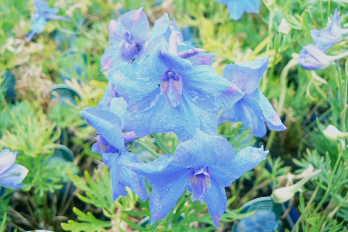 Blue Butterfly Chinese Larkspur - Delphinium grandiflorum 'Blue Butterfly' (Chinese Larkspur) from Milmont Greenhouses