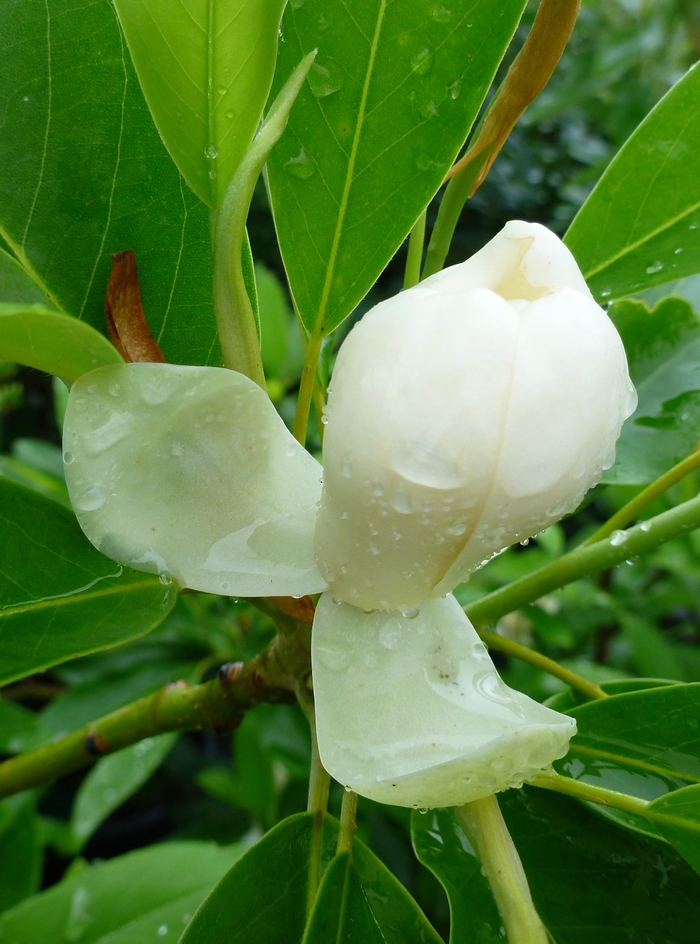 'Moonglow®' Sweetbay Magnolia - Magnolia virginiana from Milmont Greenhouses
