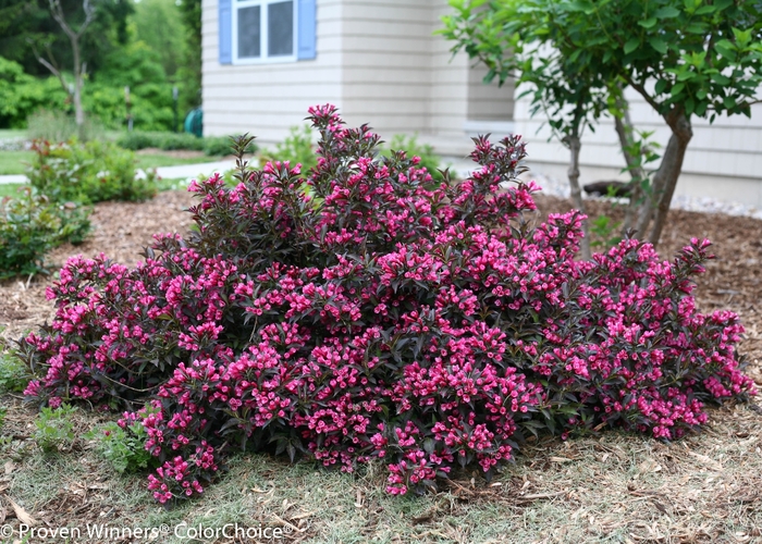Spilled Wine® - Weigela florida from Milmont Greenhouses